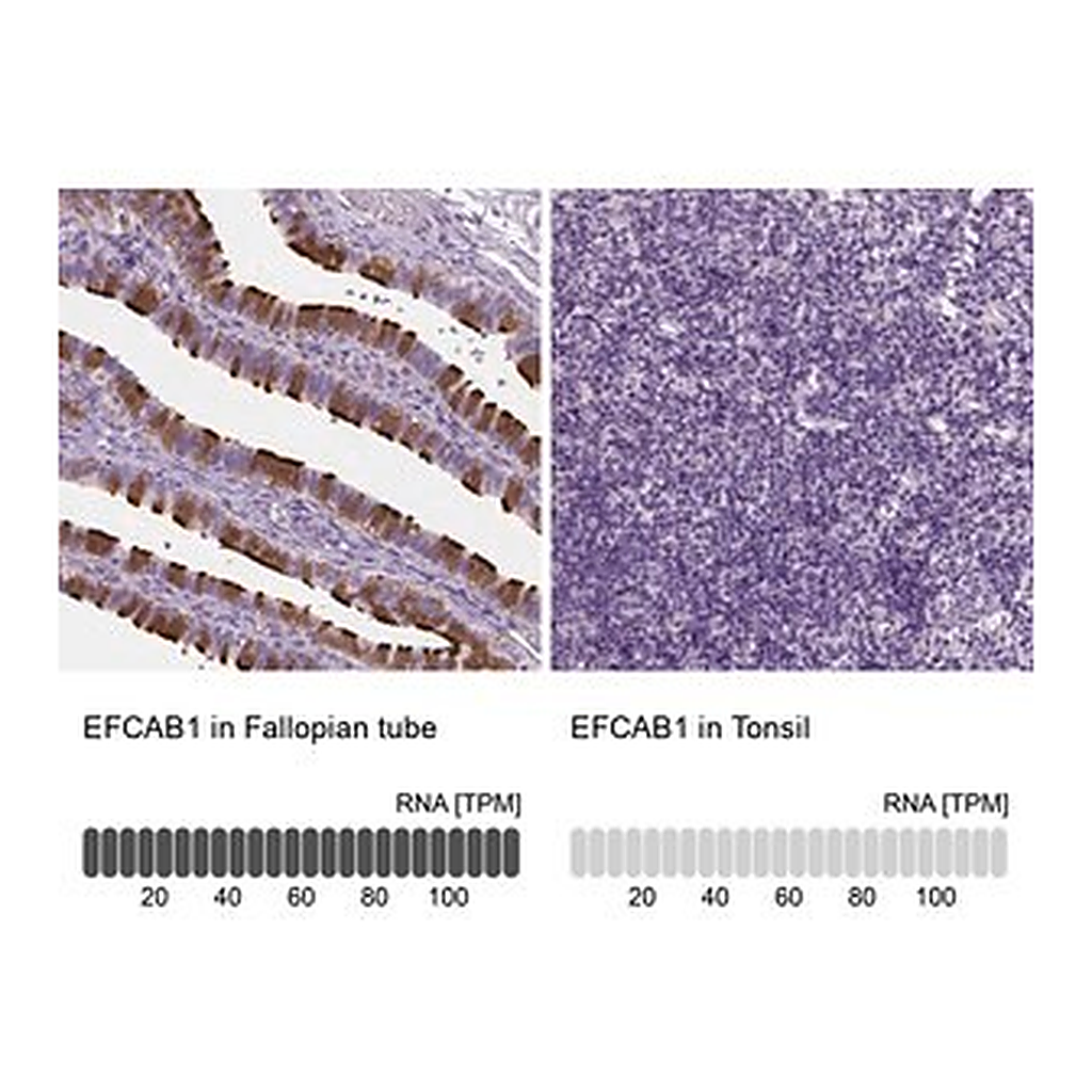 Merck Anti-EFCAB1 antibody produced in rabbit