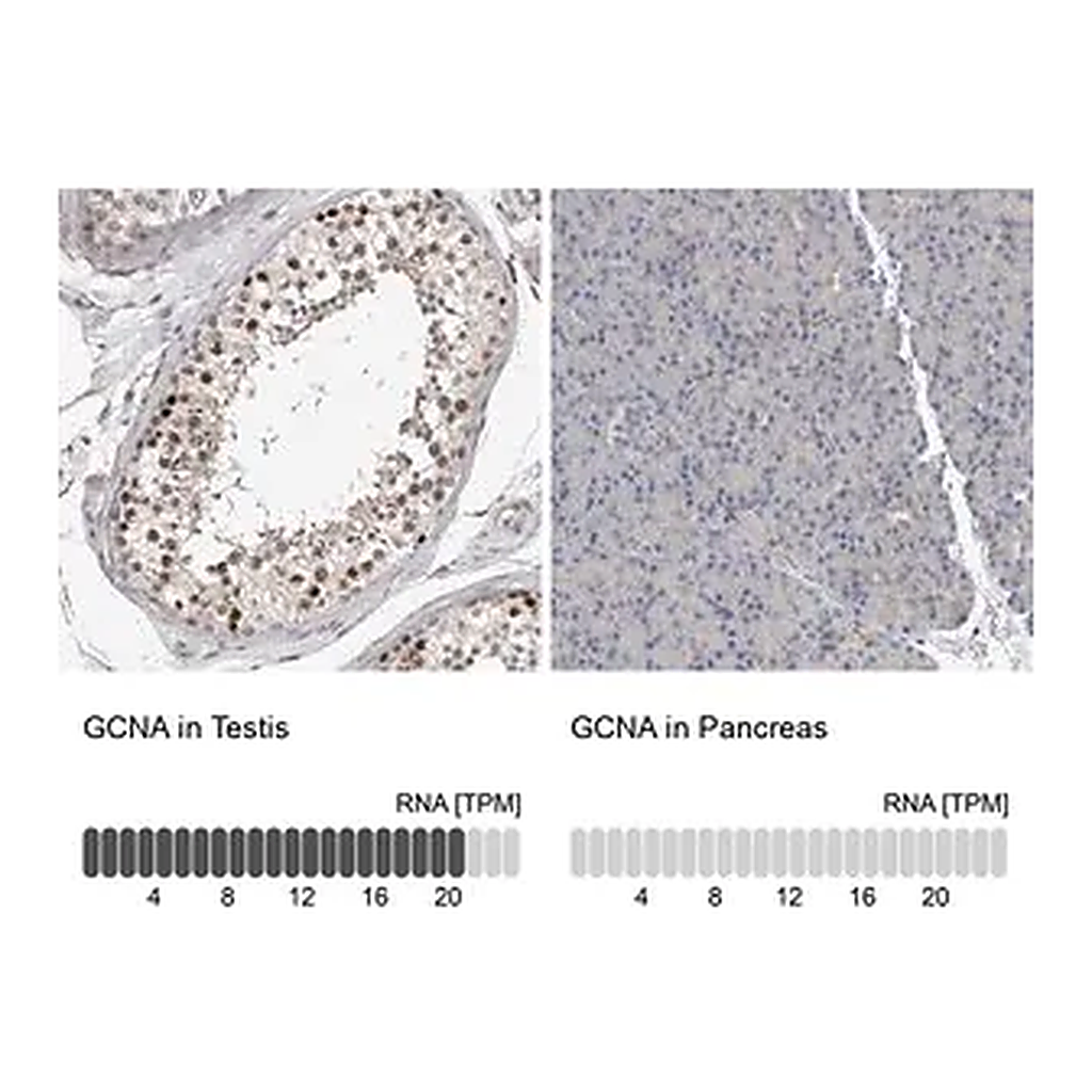 Merck Anti-GCNA antibody produced in rabbit