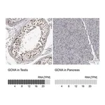Merck Anti-GCNA antibody produced in rabbit