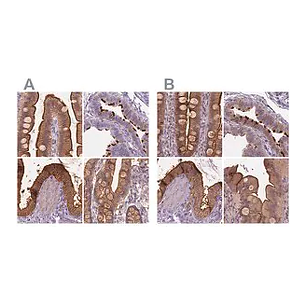 Merck Anti-ANXA13 antibody produced in rabbit