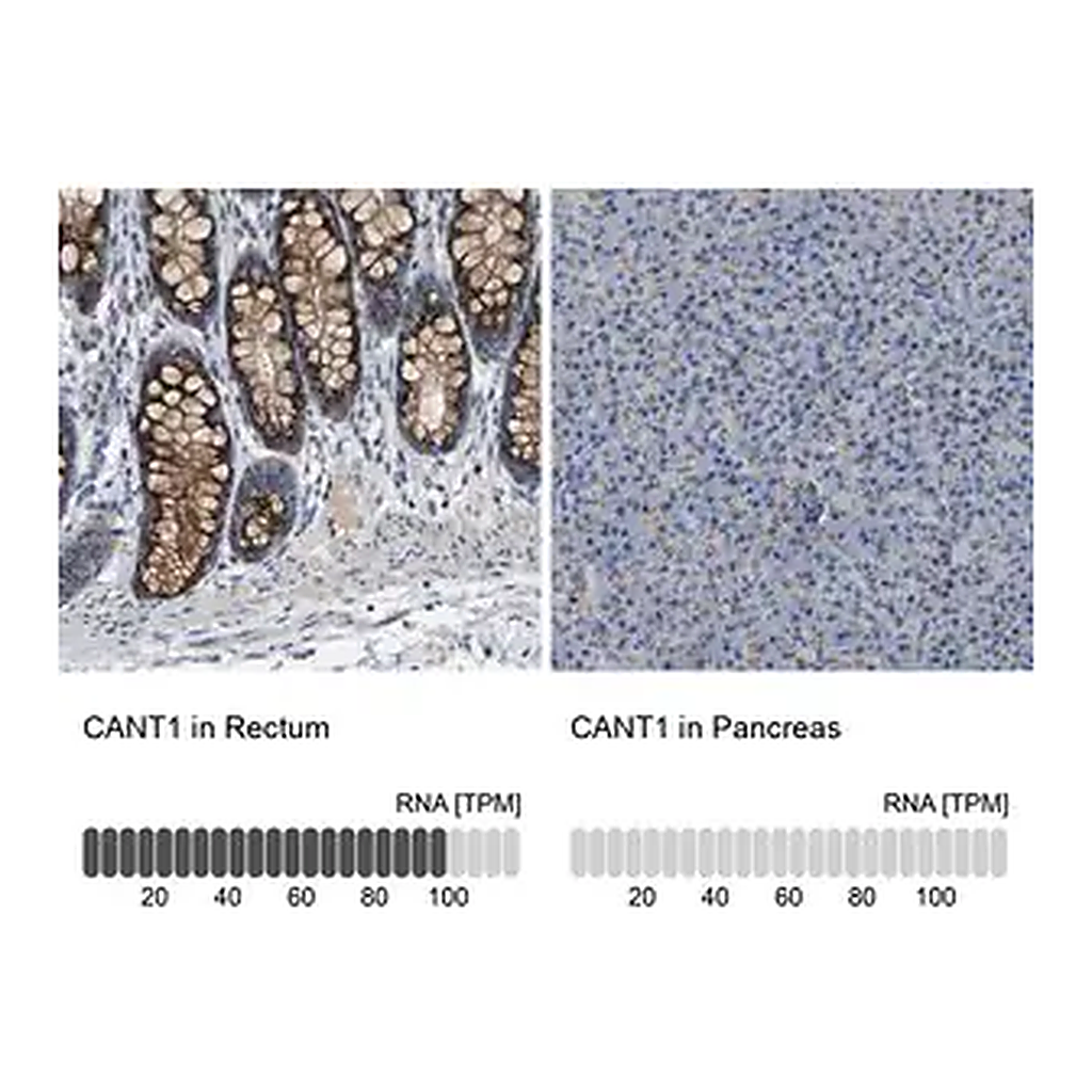Merck Anti-CANT1 antibody produced in rabbit