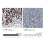 Merck Anti-CANT1 antibody produced in rabbit
