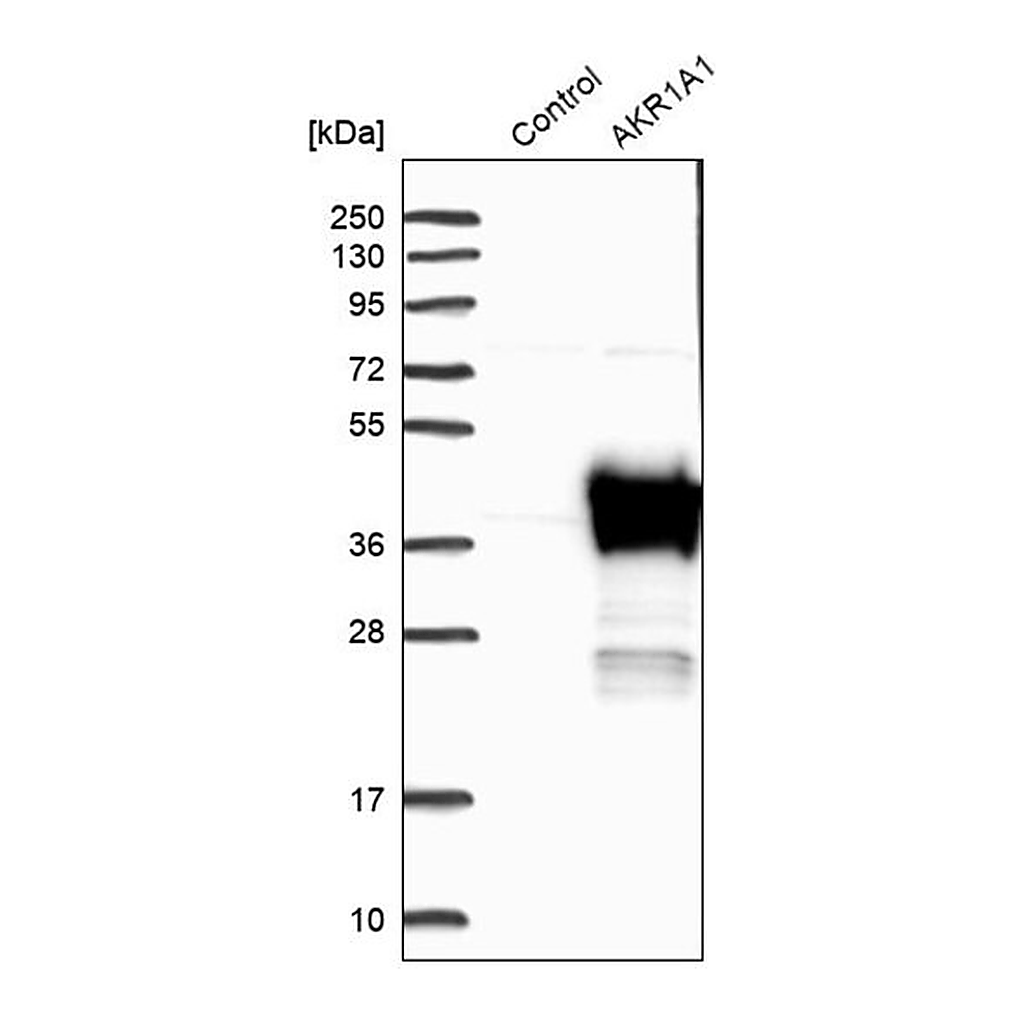Merck Anti-AKR1A1 antibody produced in rabbit