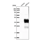 Merck Anti-AKR1A1 antibody produced in rabbit