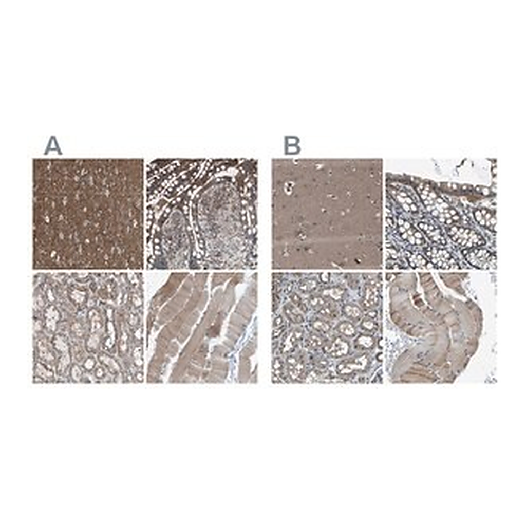 Merck Anti-MYO18A antibody produced in rabbit