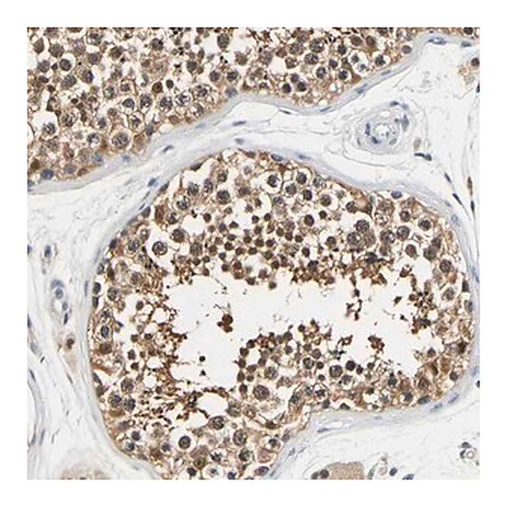 Merck Anti-UCHL3 antibody produced in rabbit