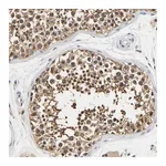Merck Anti-UCHL3 antibody produced in rabbit