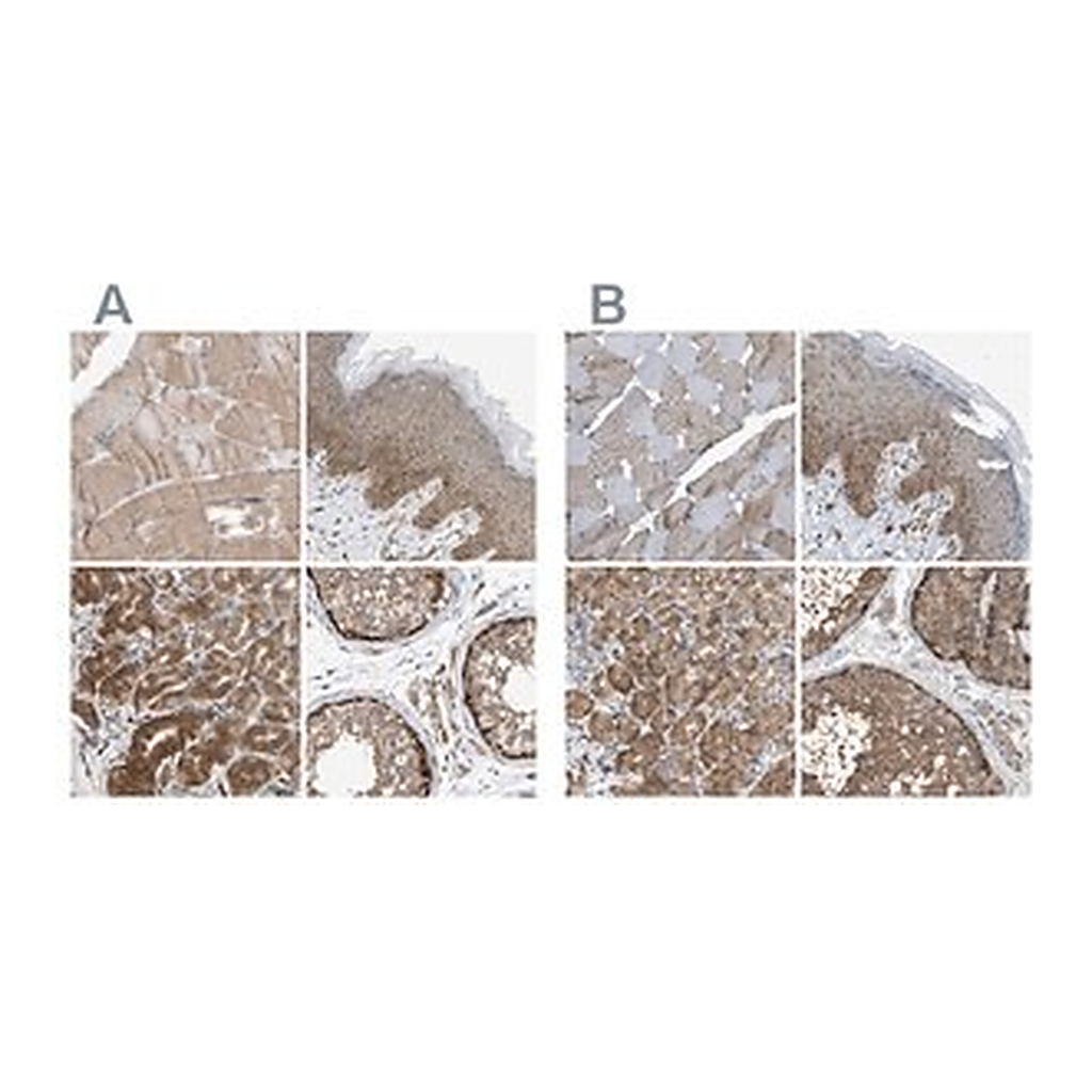 Merck Anti-GCN1 antibody produced in rabbit