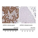 Merck Anti-AGFG2 antibody produced in rabbit