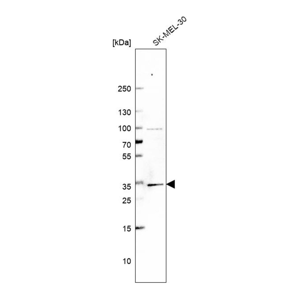 Merck Anti-BRMS1 antibody produced in rabbit