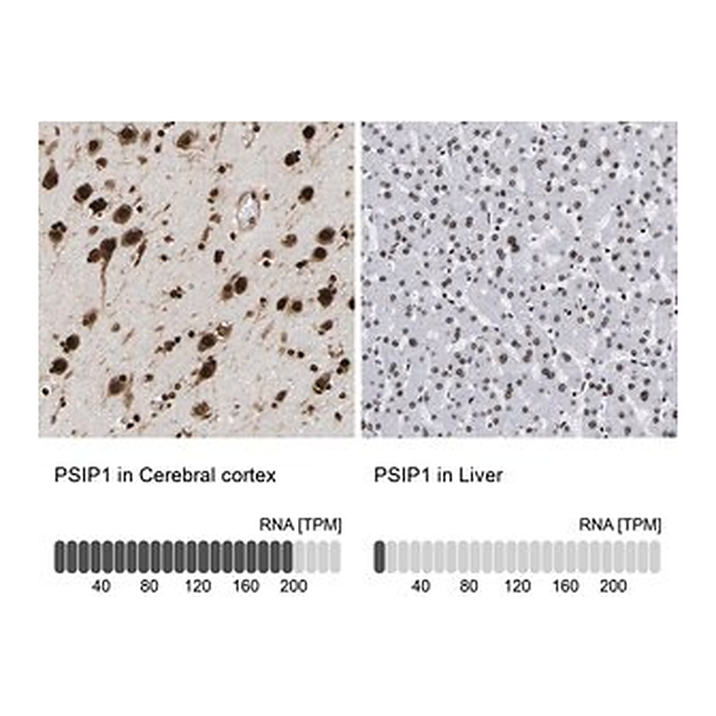 Merck Anti-PSIP1 antibody produced in rabbit
