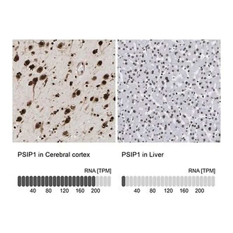 Merck Anti-PSIP1 antibody produced in rabbit