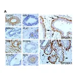 Merck Anti-NOV antibody produced in rabbit