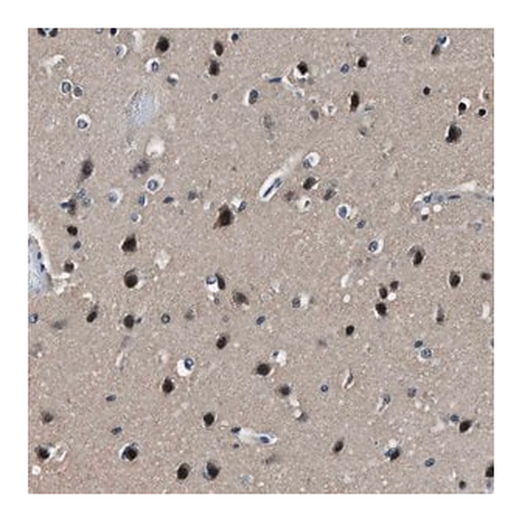 Merck Anti-LANCL2 antibody produced in rabbit