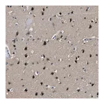 Merck Anti-LANCL2 antibody produced in rabbit
