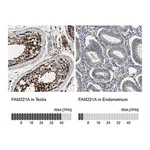 Merck Anti-FAM221A antibody produced in rabbit