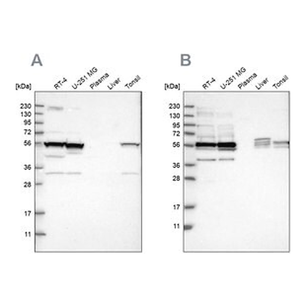 Merck Anti-SMU1 antibody produced in rabbit