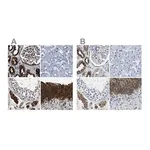 Merck Anti-GSTP1 antibody produced in rabbit
