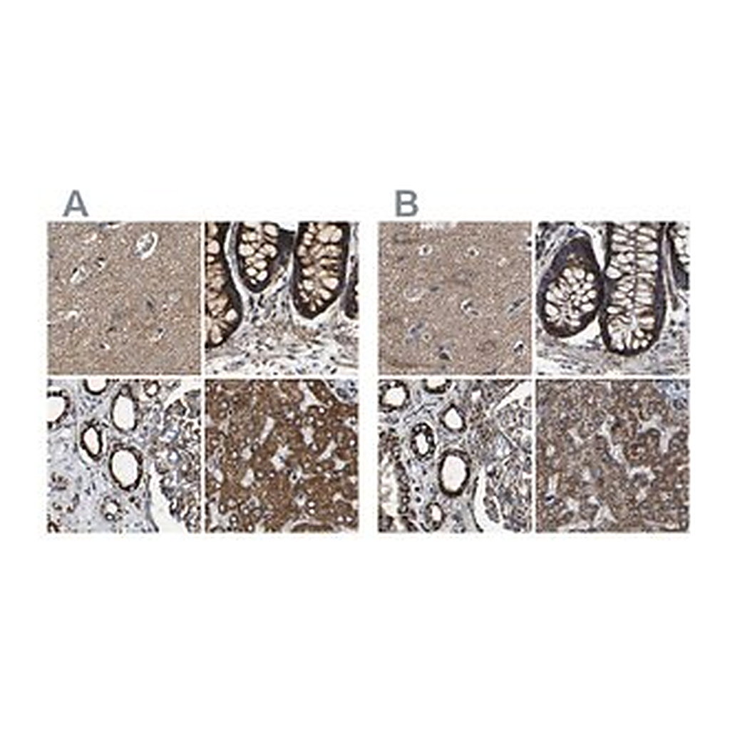 Merck Anti-NDUFV3 antibody produced in rabbit