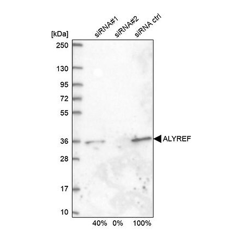 Merck Anti-ALYREF antibody produced in rabbit