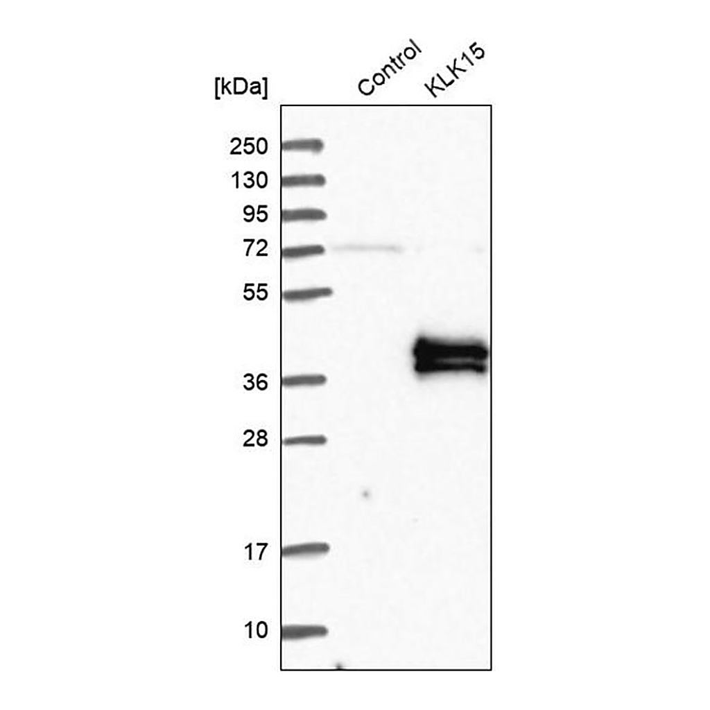 Merck Anti-KLK15 antibody produced in rabbit