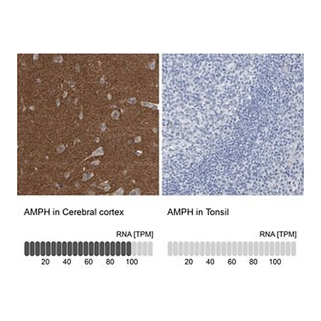 Merck Anti-AMPH antibody produced in rabbit
