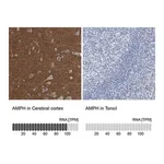 Merck Anti-AMPH antibody produced in rabbit