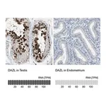 Merck Anti-DAZL antibody produced in rabbit