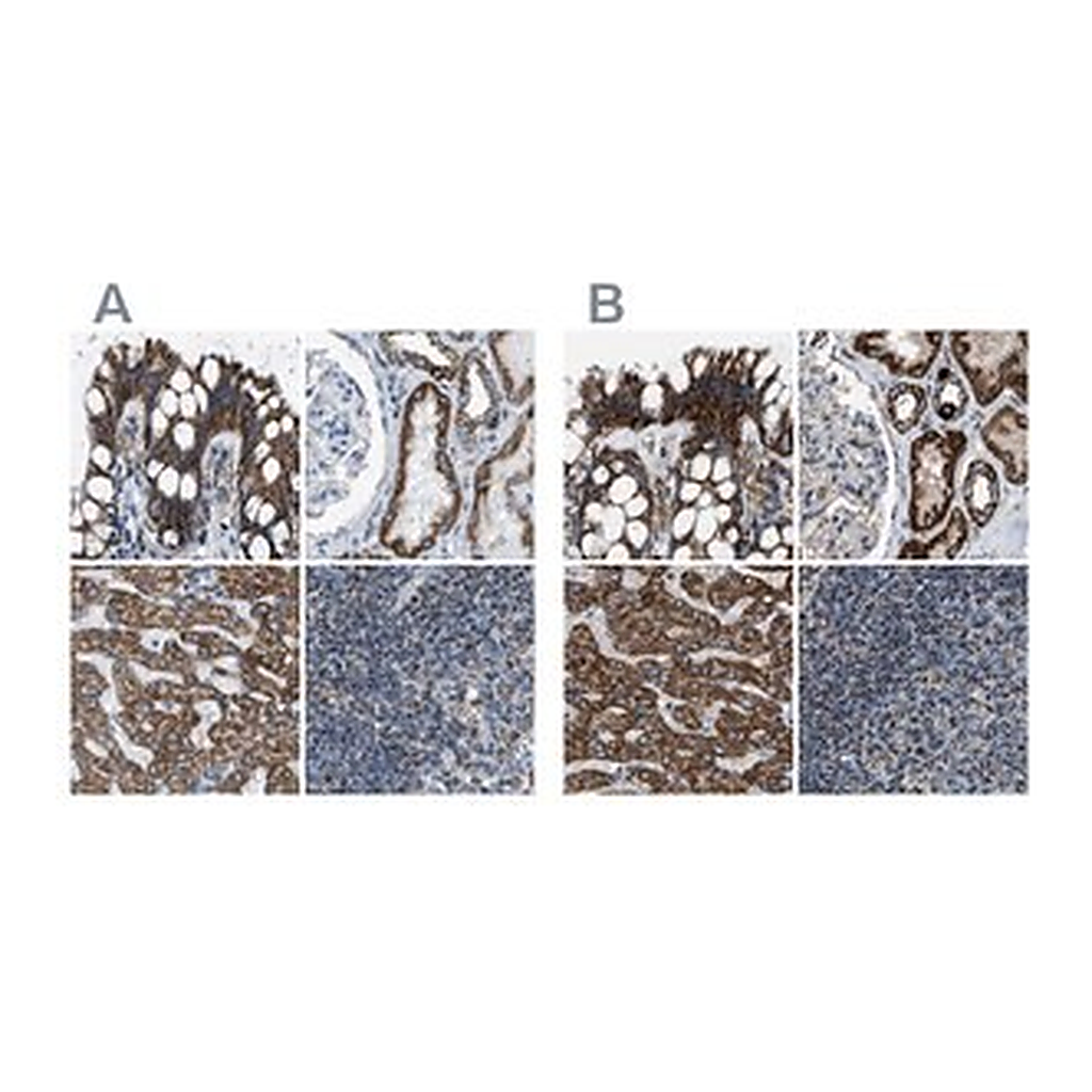 Merck Anti-MDH2 antibody produced in rabbit