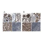 Merck Anti-MDH2 antibody produced in rabbit