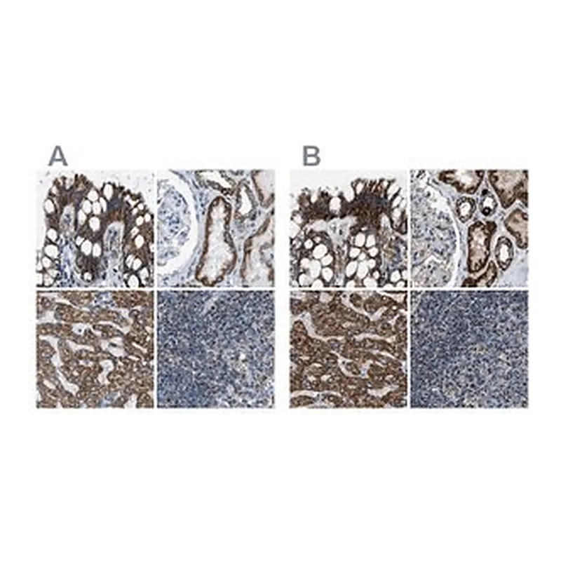 Merck Anti-MDH2 antibody produced in rabbit