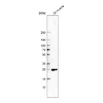 Merck Anti-FITM1 antibody produced in rabbit