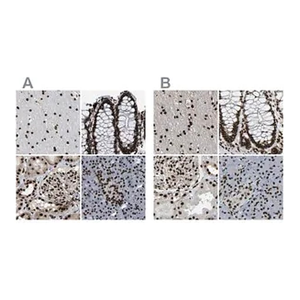 Merck Anti-NUMA1 antibody produced in rabbit