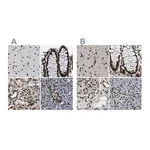 Merck Anti-NUMA1 antibody produced in rabbit