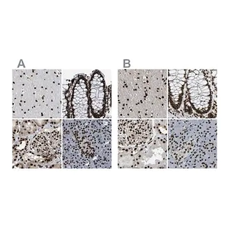 Merck Anti-NUMA1 antibody produced in rabbit