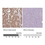 Merck Anti-MYL2 antibody produced in rabbit
