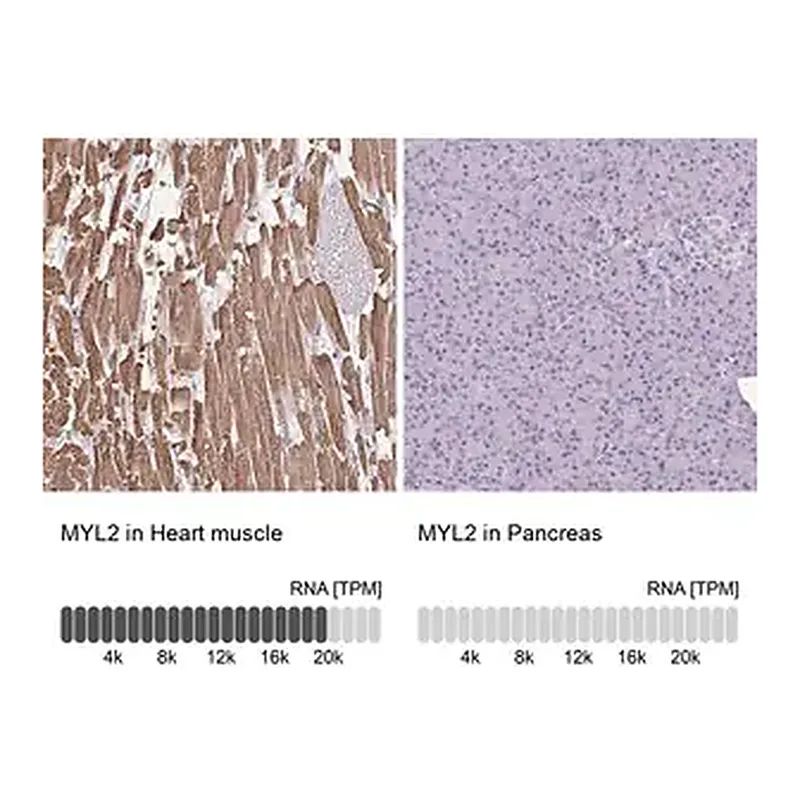 Merck Anti-MYL2 antibody produced in rabbit