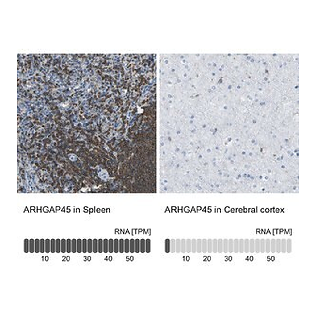 Merck Anti-ARHGAP45 antibody produced in rabbit