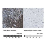 Merck Anti-ARHGAP45 antibody produced in rabbit