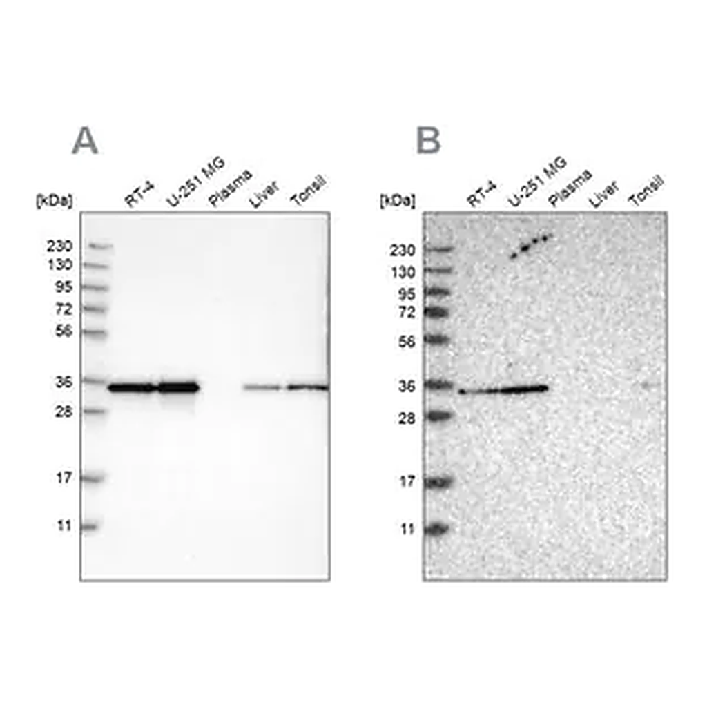 Merck Anti-PPA1 antibody produced in rabbit