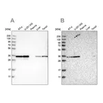 Merck Anti-PPA1 antibody produced in rabbit
