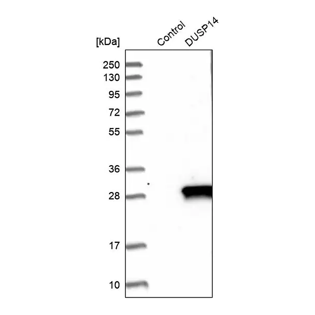 Merck Anti-DUSP14 antibody produced in rabbit