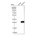 Merck Anti-DUSP14 antibody produced in rabbit