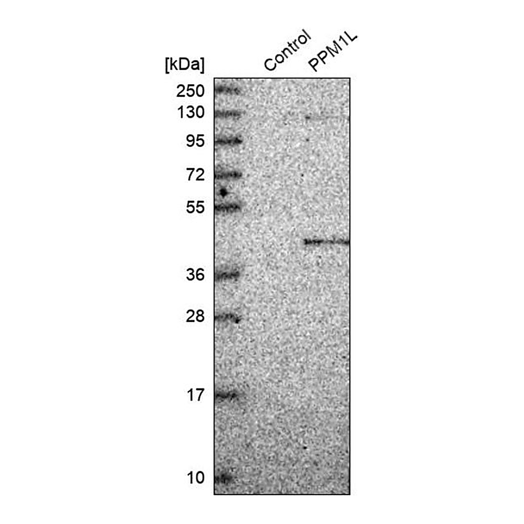 Merck Anti-PPM1L antibody produced in rabbit