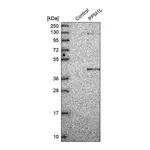 Merck Anti-PPM1L antibody produced in rabbit
