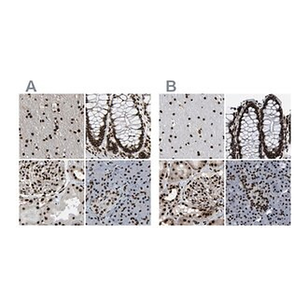 Merck Anti-NUMA1 antibody produced in rabbit