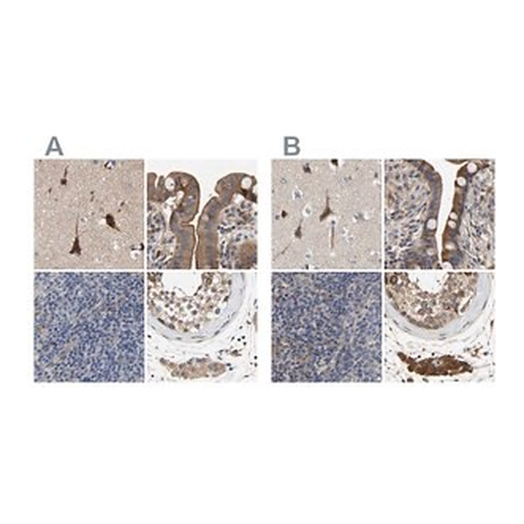 Merck Anti-CCDC155 antibody produced in rabbit