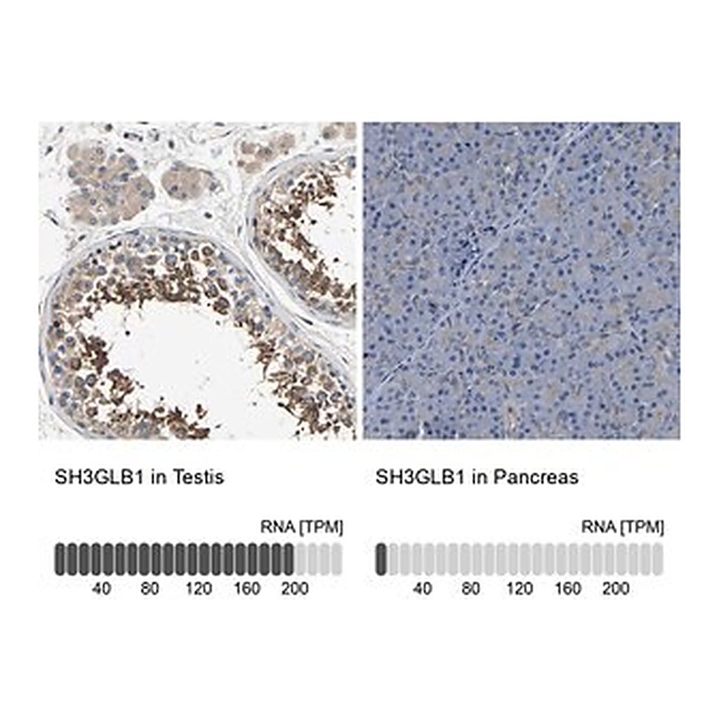 Merck Anti-SH3GLB1 antibody produced in rabbit