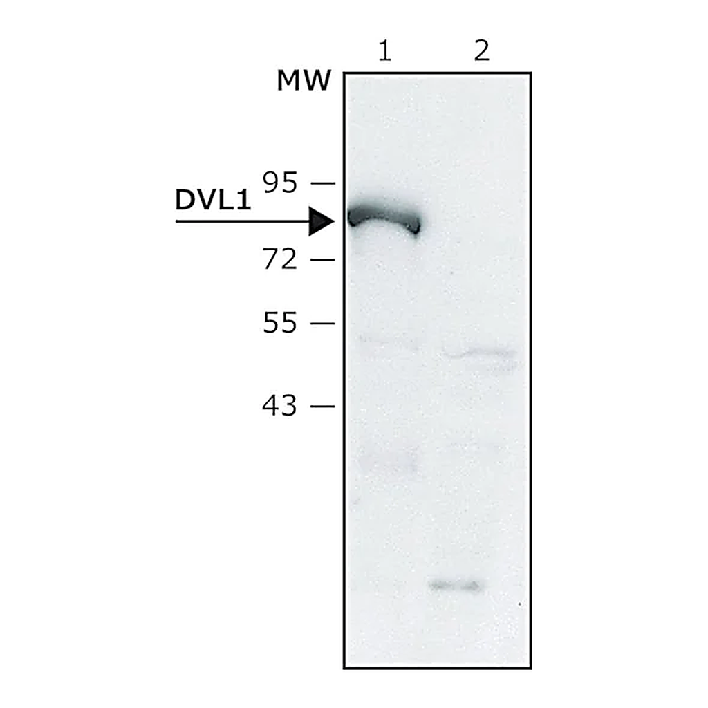 Merck Anti-DVL1 (C-terminal) antibody produced in rabbit
