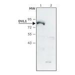 Merck Anti-DVL1 (C-terminal) antibody produced in rabbit